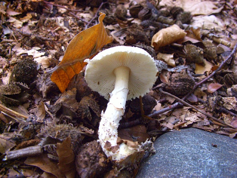 lepiota ignivolvata e nuova determinazione